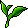Fairy's Tea Leaf